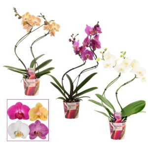 Phalaenopsis mixed Phalaenopsis hurricane mix (Scenza)
(5 Plants/Order)(12cmP 50cmH)
