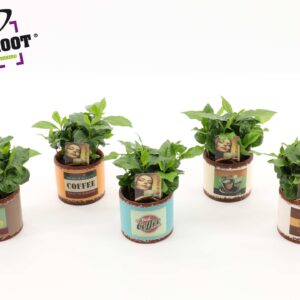 Coffea arabica Coffea Arabica in Ceramics
(8 Plants/Order)(9cmP 20cmH)