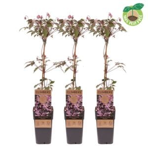 Clematis Mayleen Clematis montana 'Mayleen', P15
(10 Plants/Order)(15cmP 60cmH)
