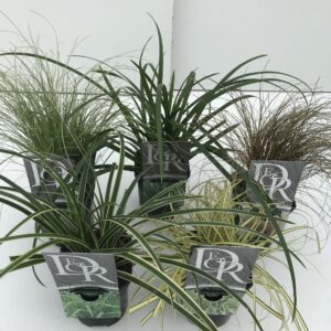 Siergrassen mix Carex mix
(10 Plants/Order)(13cmP 25cmH)