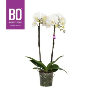 Phalaenopsis white more Ripsen King P15 BO White 2 spike
(7 Plants/Order)(15cmP 80cmH)