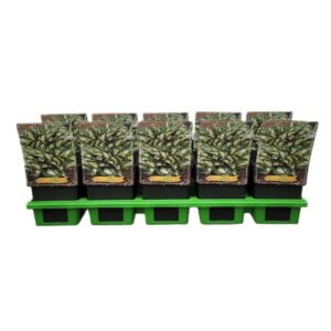 Hosta other Hosta 'Revolution' P11
(10 Plants/Order)(11cmP 25cmH)