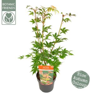 Acer palmatum Osakazuki Acer palm. 'Osakazuki' PREMIUM
(1 Plants/Order)(19cmP 65cmH)