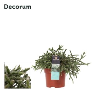 Rhipsalis pilocarpa Rhipsalis pilocarpa D10,5 cm
(8 Plants/Order)(10.5cmP 15cmH)