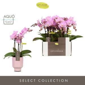 Phalaenopsis Multiflora Optifriend Lieke 3 spike in Emilia Pink Aquo
(6 Plants/Order)(7cmP 25cmH)
