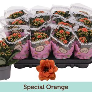 Kalanchoe blossfeldiana Tiger Majes Kalanchoë Special Special Orange
(12 Plants/Order)(9cmP 19cmH)