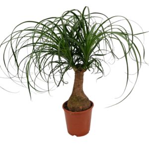 Nolina recurvata Beaucarnea 14 cm
(2 Plants/Order)(14cmP 40cmH)