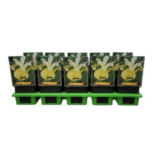 Iris sibirica Iris Sibirica 'Butter and Sugar' P11
(10 Plants/Order)(11cmP 25cmH)