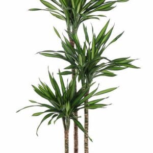Dracaena Riki Dracaena Riki 90-60-30
(1 Plants/Order)(24cmP 130cmH)