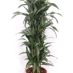 Dracaena Ulises Dracaena Ulises
(1 Plants/Order)(30cmP 140cmH)