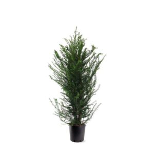Taxus baccata Taxus baccata (zonder etiket)
(15 Plants/Order)(28cmP 125cmH)
