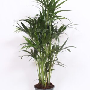 Howea forsteriana Howea forsteriana 10 per Pot
(1 Plants/Order)(27cmP 120cmH)