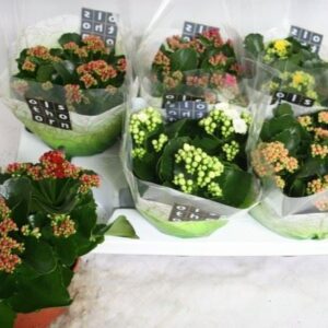 Kalanchoe Gevuld 15 cm mixed 4 Colours
(6 Plants/Order)(15cmP 24cmH)