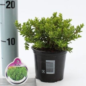 Hebe vernicosa
(12 Plants/Order)(10.5cmP 10cmH)