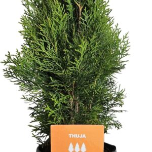 Thuja Smaragd Hedgeline Thuja occidentalis Smaragd C3
(3 Plants/Order)(19cmP 50cmH)