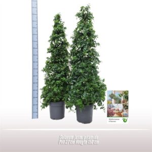 Solanum Blue Fountain
(1 Plants/Order)(27cmP 150cmH)