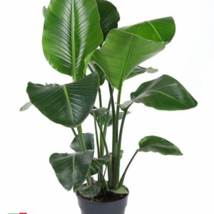 Strelitzia nicolai Strelitzia Nicolai P24(zonder bloem)
(1 Plants/Order)(24cmP 110cmH)