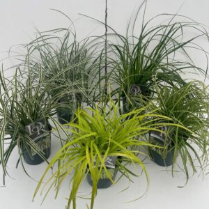 Siergrassen mix Carex Mixcc Exclusief V2
(6 Plants/Order)(17cmP 30cmH)