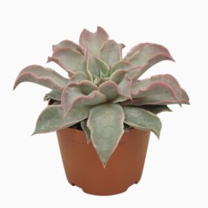 Echeveria Echeveria maradiba 10,5 cm
(10 Plants/Order)(10.5cmP 14cmH)
