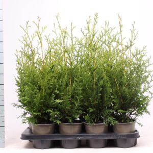 Thuja Brabant Thuja occidentalis 'Brabant'
(8 Plants/Order)(13cmP 50cmH)