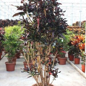 Codiaeum Mammi Codiaeum Mammi (Croton)
(1 Plants/Order)(50cmP 240cmH)