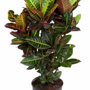 Codiaeum Petra Codiaeum Petra busch P27
(1 Plants/Order)(27cmP 100cmH)