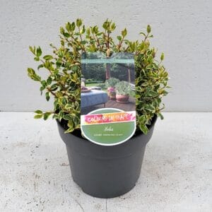 Actinidia arguta Issai Actinidia arguta 'Issai' (zelfbestuiver)
(10 Plants/Order)(15cmP 50cmH)