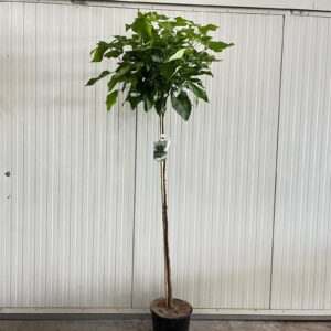 Catalpa Nana Catalpa bignon. 'Nana' stam 150
(1 Plants/Order)(32cmP 150cmH)