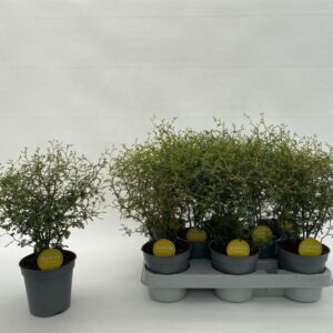 Sophora prostrata Little Baby
(8 Plants/Order)(12cmP 37cmH)