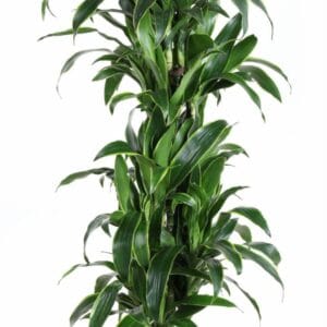 Dracaena Art Dracaena Arturo busch P31
(1 Plants/Order)(31cmP 150cmH)