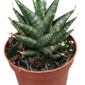 Sansevieria other Sansevieria Table Mountain
(9 Plants/Order)(8cmP 15cmH)