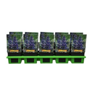 Ajuga Ajuga reptans 'Burgundy Glow' P11
(10 Plants/Order)(11cmP 25cmH)