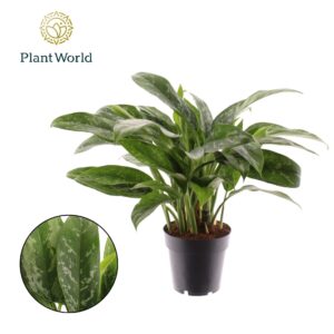 Aglaonema Green Lady Aglaonema Green Lady
(9 Plants/Order)(14cmP 45cmH)