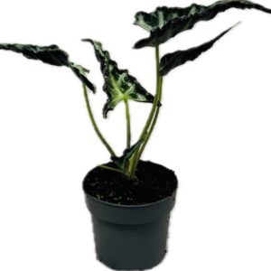 Alocasia Alocasia Loco 14 cm
(8 Plants/Order)(14cmP 40cmH)