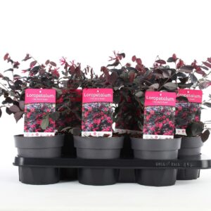 Loropetalum Loropetalum chin. 'Black Pearl'® P15 
(1 Plants/Order)(15cmP 30cmH)