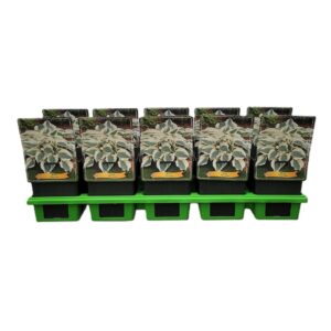 Hosta other Hosta 'Firn Line' P11
(10 Plants/Order)(11cmP 25cmH)