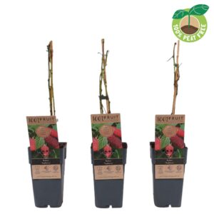 Rubus Tayberry Rubus log. 'Tayberry', P15
(10 Plants/Order)(15cmP 50cmH)