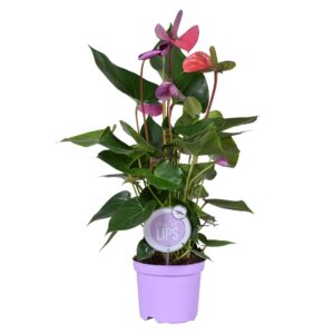Anthurium Cavalli MoreLIPS® Anthurium Cavalli
(7 Plants/Order)(14cmP 50cmH)