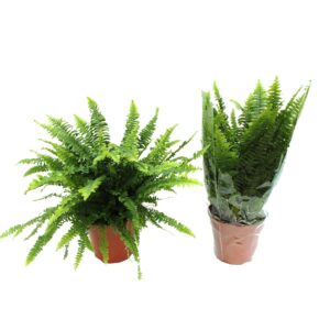 Nephrolepis Green Lady Nephrolepis Green Lady MET hoes
(6 Plants/Order)(17cmP 50cmH)