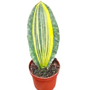 Sansevieria Black Coral Sansevieria Masoniana Variegata
(2 Plants/Order)(9cmP 15cmH)