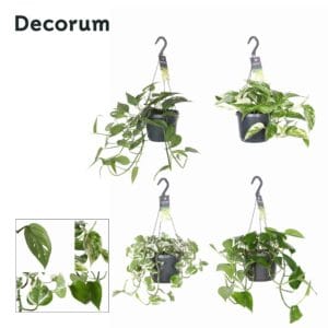 Epipremnum pinnatum Epipremnum mixed
(6 Plants/Order)(17cmP 35cmH)