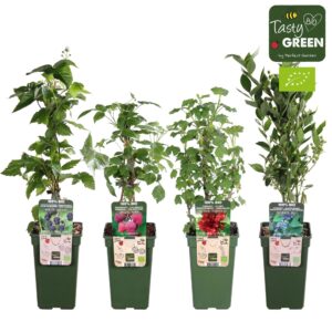 Fruitheesters other fruit mix laag bio standaard P19
(36 Plants/Order)(19cmP 55cmH)