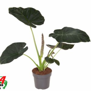 Alocasia Alocasia Regal Shields (NO GAP)
(1 Plants/Order)(24cmP 100cmH)