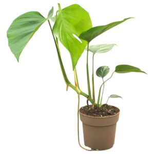 Monstera Monstera Sierrana
(2 Plants/Order)(13cmP 30cmH)