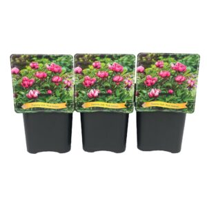 Paeonia (Itoh Grp) Pink Ardour Paeonia Itoh 'Pink Ardour' C5
(1 Plants/Order)(21cmP 35cmH)