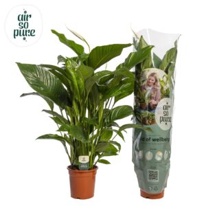 Spathiphyllum Sweet Lauretta Spathiphyllum 'Sweet Lauretta' ASP
(1 Plants/Order)(24cmP 100cmH)