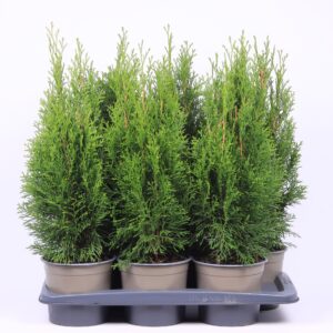 Thuja Smaragd Thuja occidentalis 'Smaragd' 
(1 Plants/Order)(17cmP 55cmH)