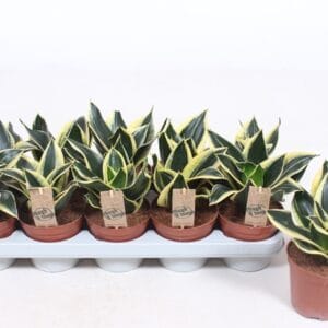 Sansevieria Golden Hahnii Black
(10 Plants/Order)(12cmP 25cmH)