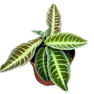other plants Labisia Japonica
(5 Plants/Order)(10.5cmP 15cmH)