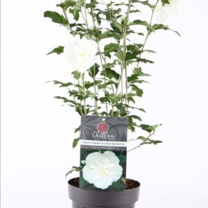 Hibiscus syriacus White Chiffon Hibiscus syr. 'White Chiffon'® P19/C3
(1 Plants/Order)(19cmP 55cmH)